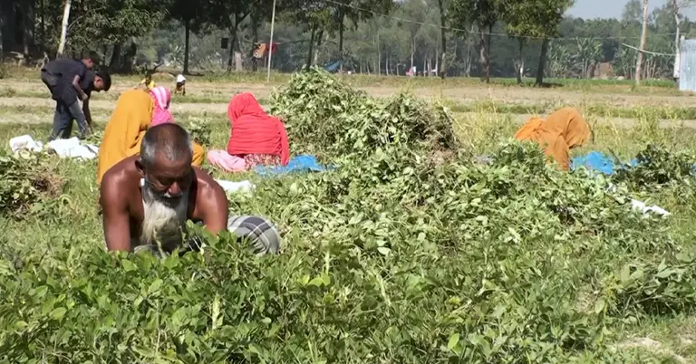 বাদাম তুলছেন চাষিরা